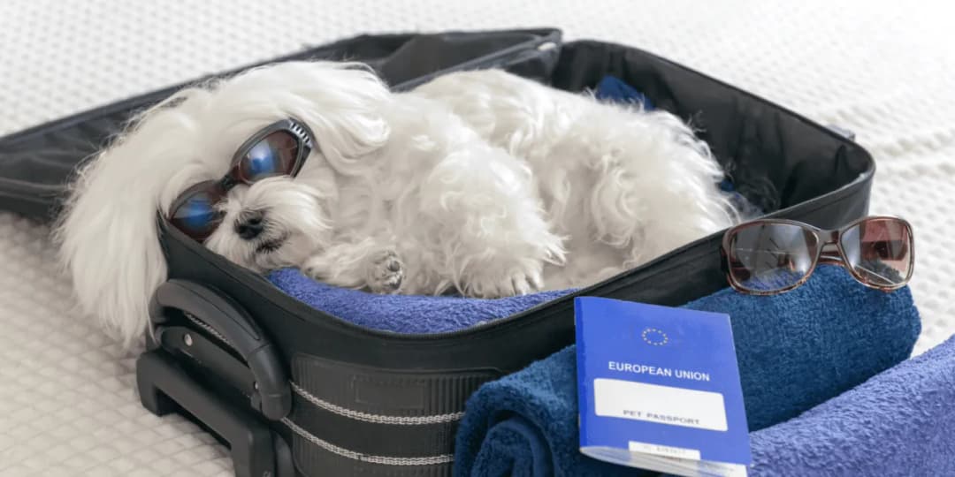 Jak wygląda paszport dla psa? Odkryj jego cechy i zawartość