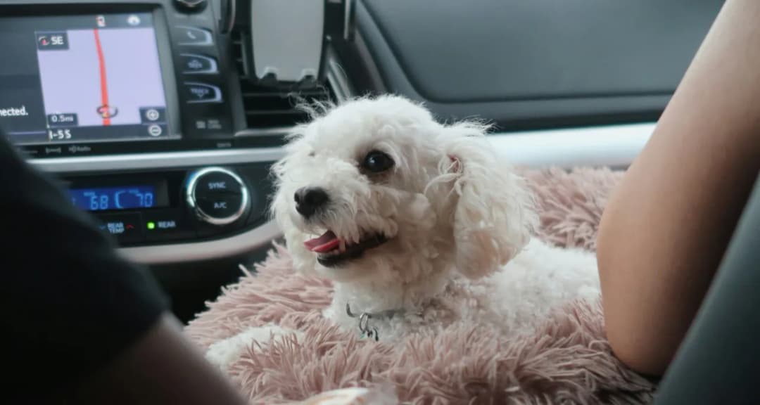 Jak wyrobić paszport dla psa – uniknij problemów podczas podróży